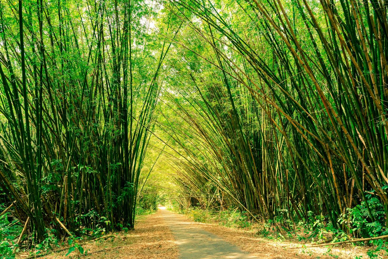 Eco friendly properties of bamboo
