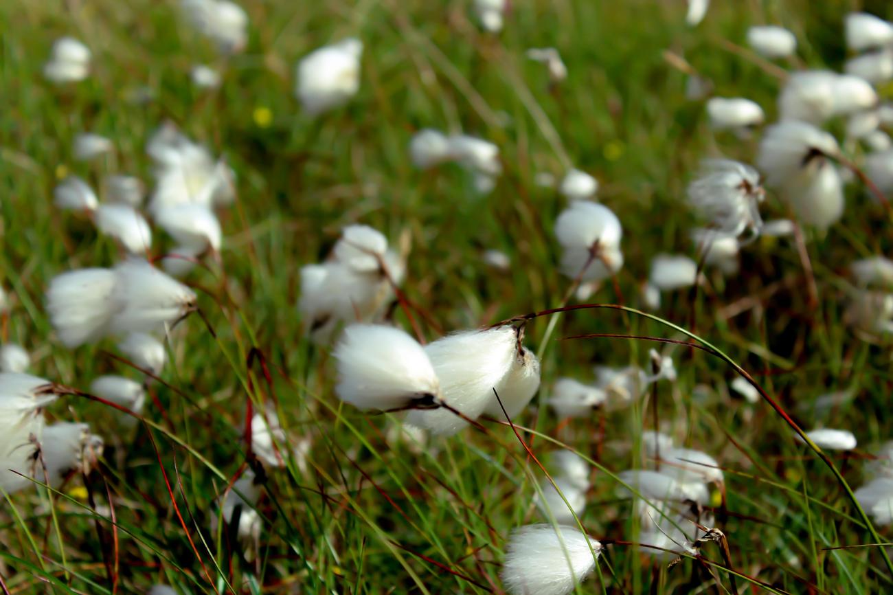 Interesting historical facts about cotton