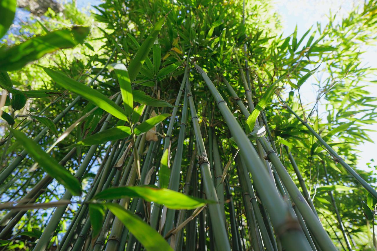 Is Bamboo a woody plant