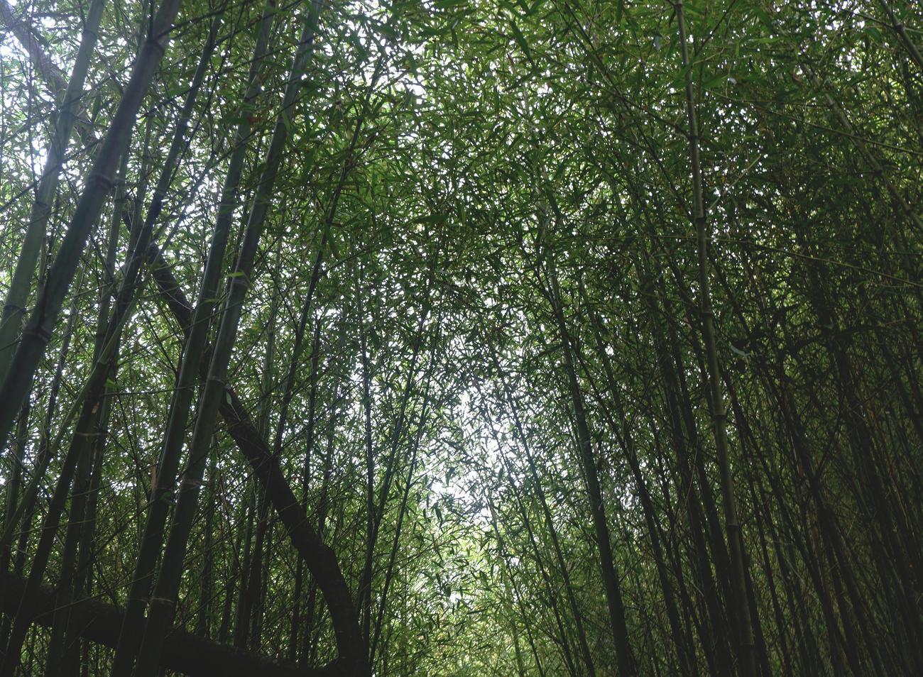 Is Bamboo a woody plant