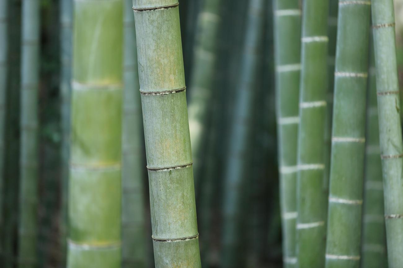 Is Bamboo a woody plant featured