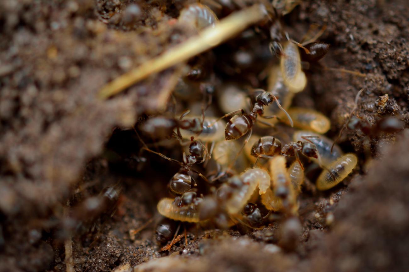 Queen termite trivia