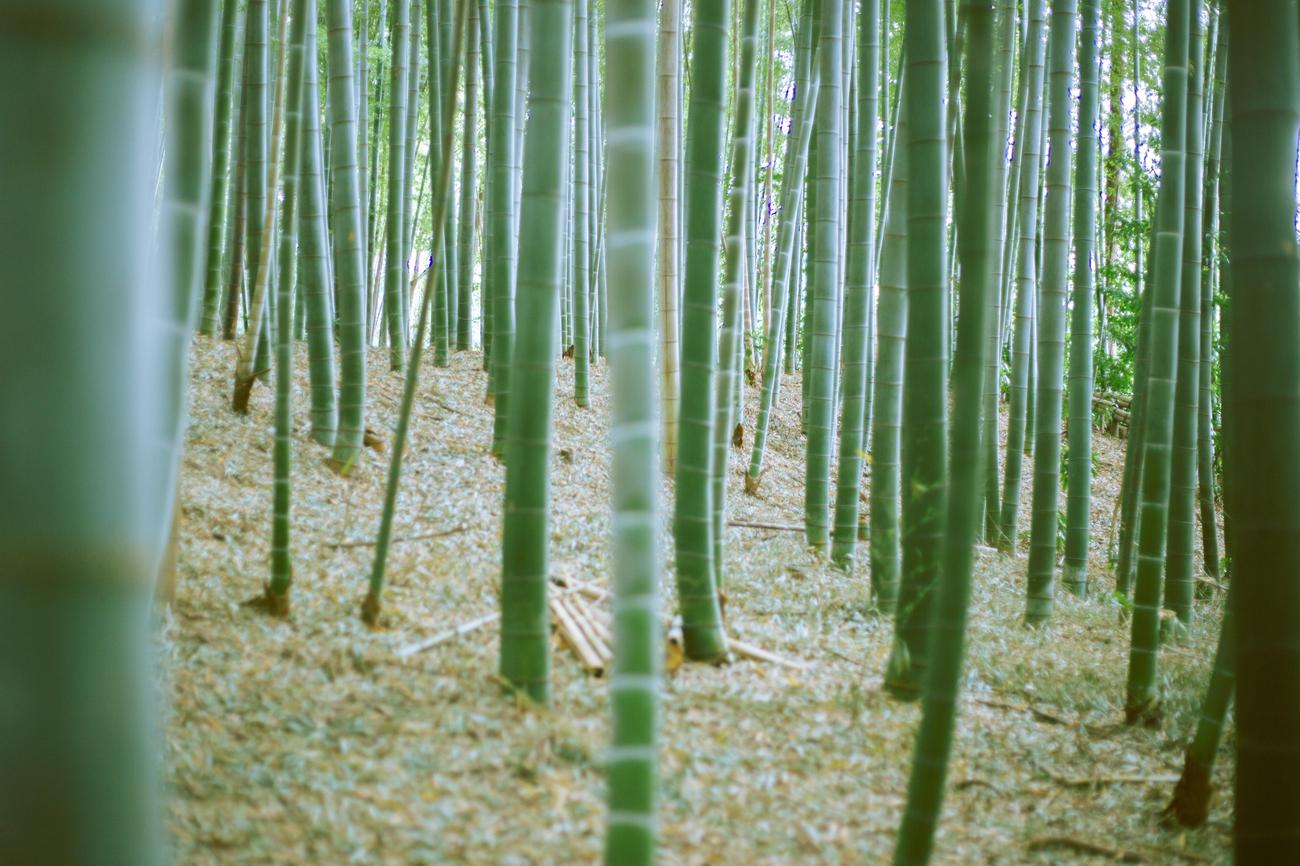 Versatility of bamboo