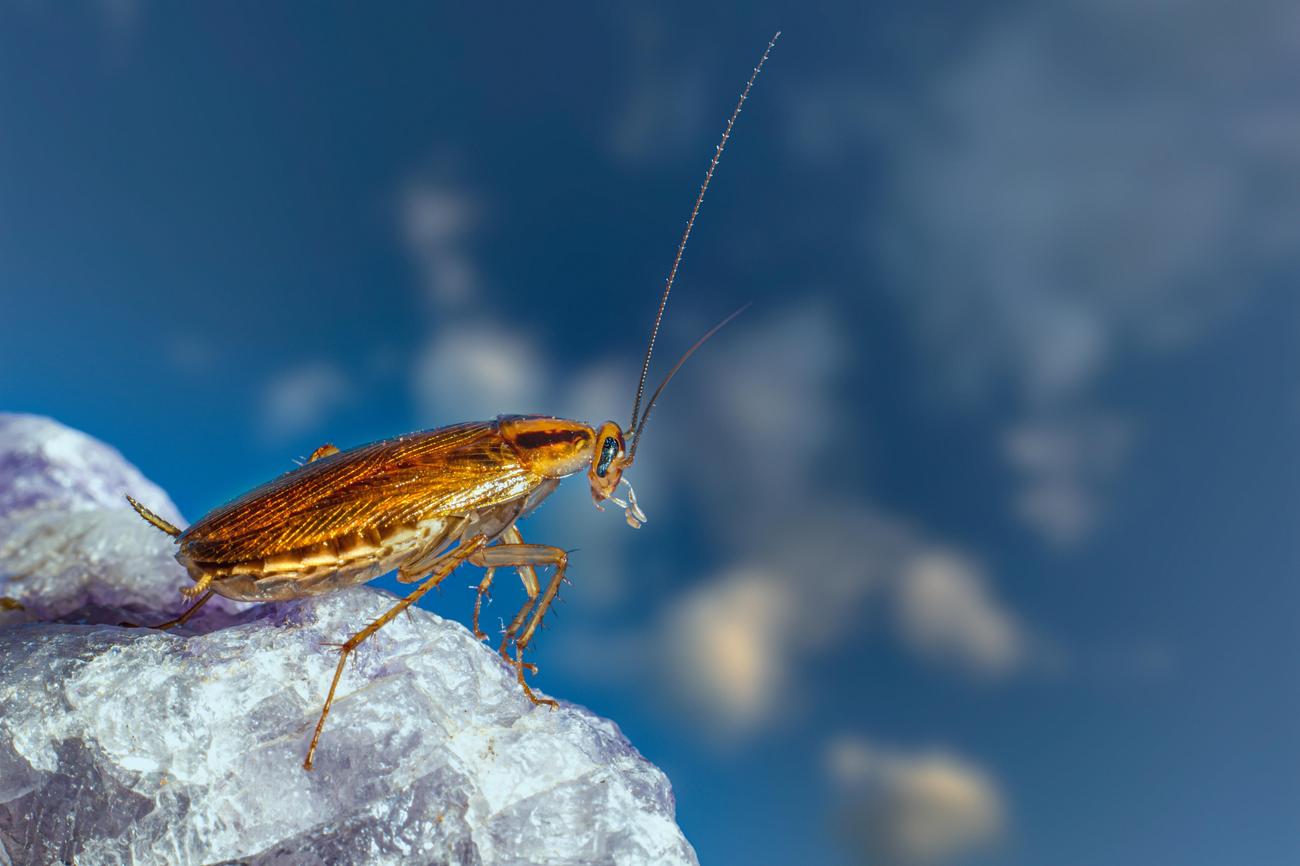 What are some weird facts about cockroaches 