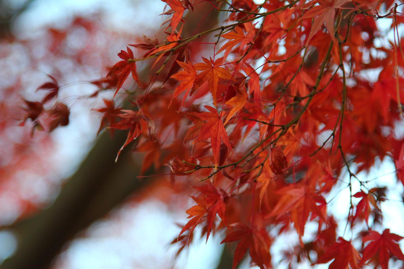What are the benefits of a maple tree featured