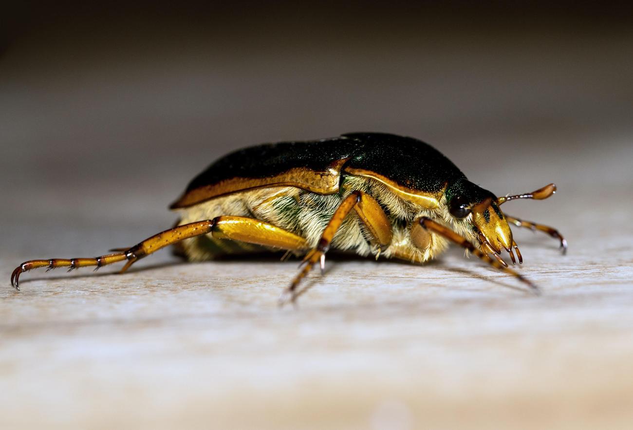 What is a creepy fact about cockroaches featured