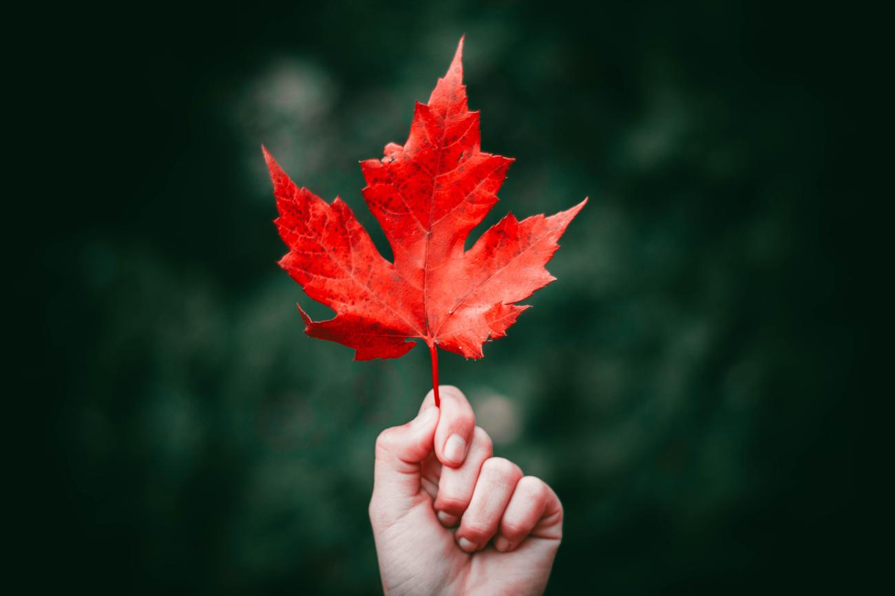 What is special about maple leaves 