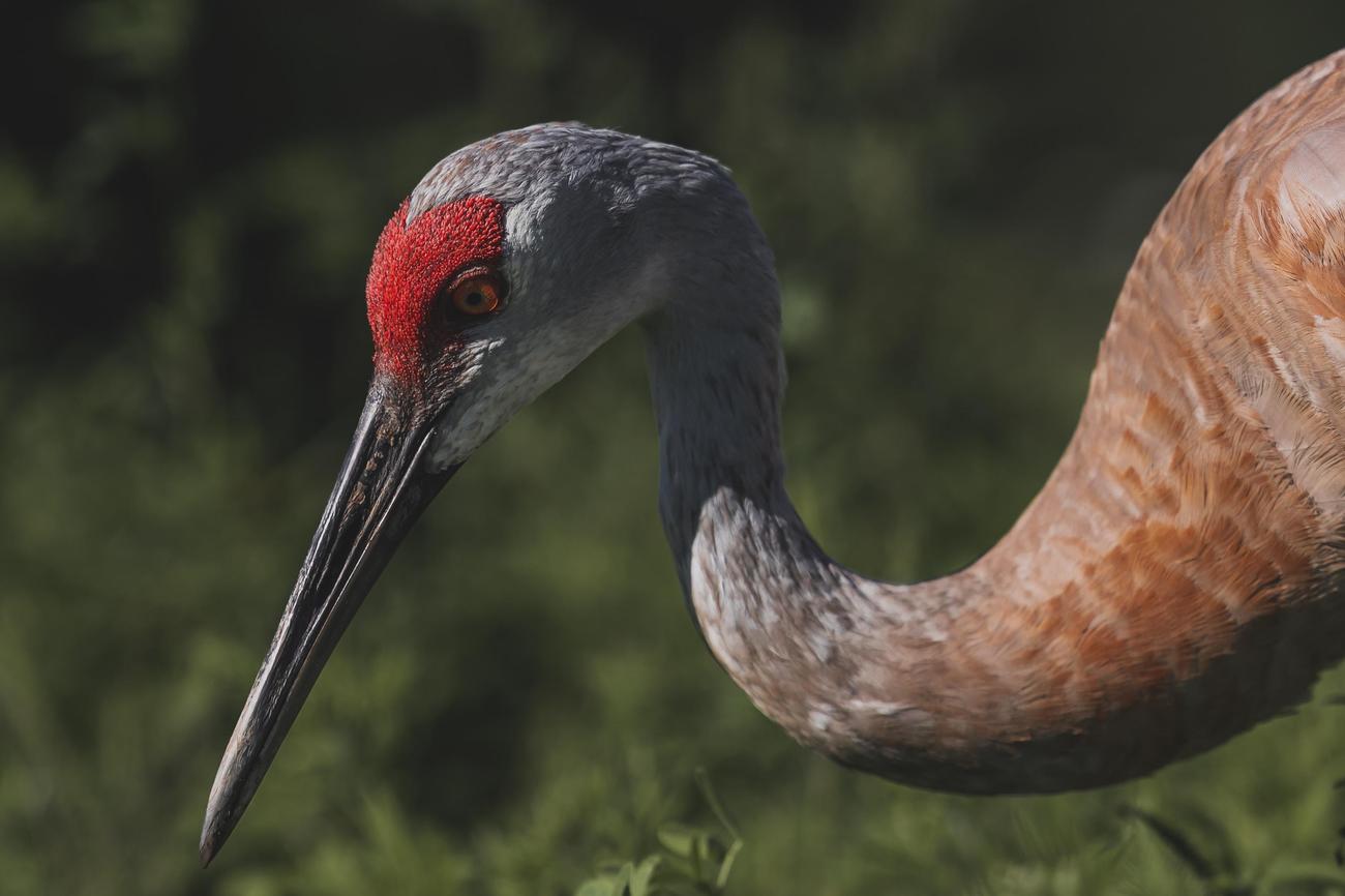 What is the rarest crane in the world featured