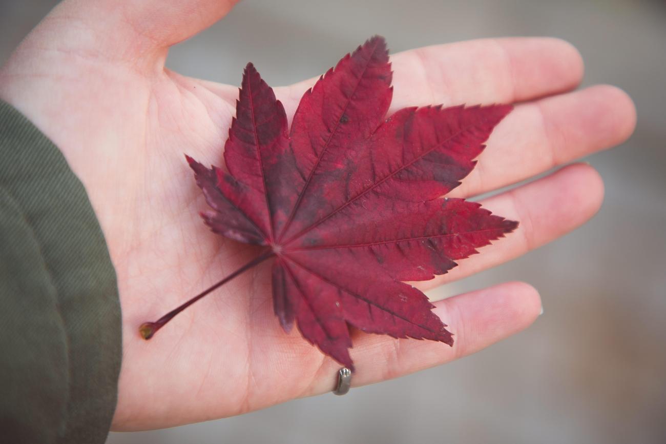 Why is a maple leaf a symbol of love 