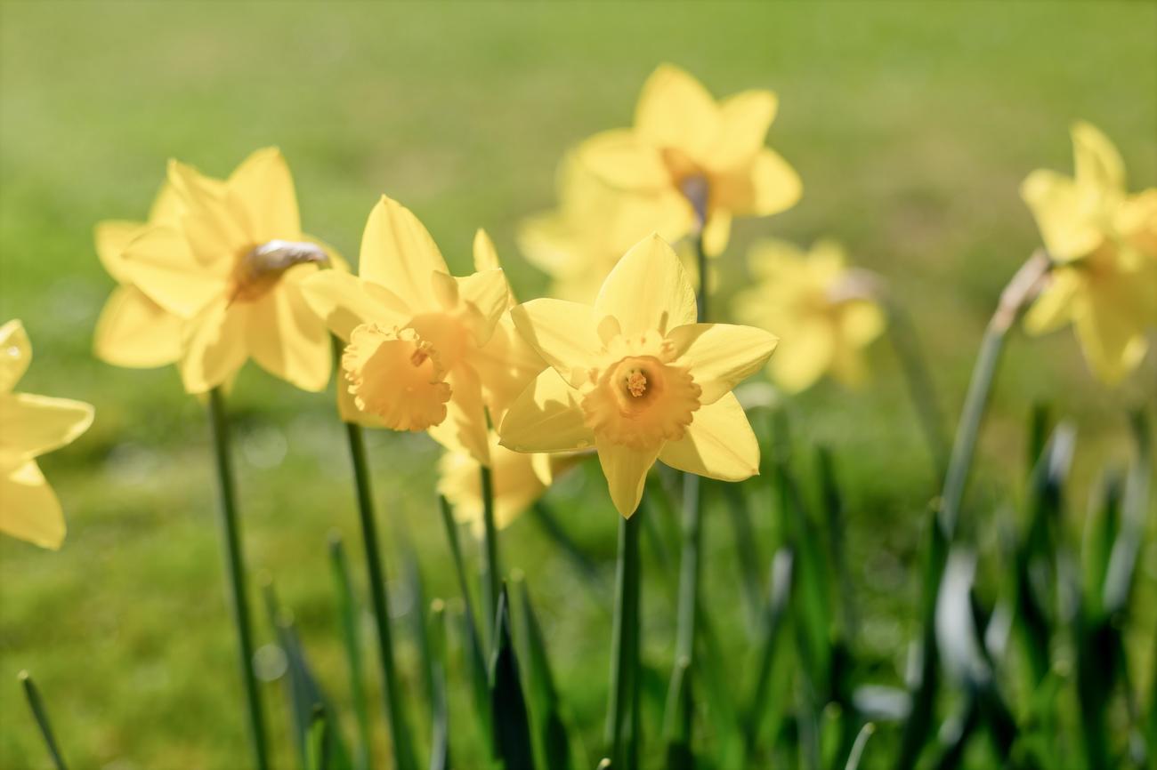 are daffodils poisonous to dogs