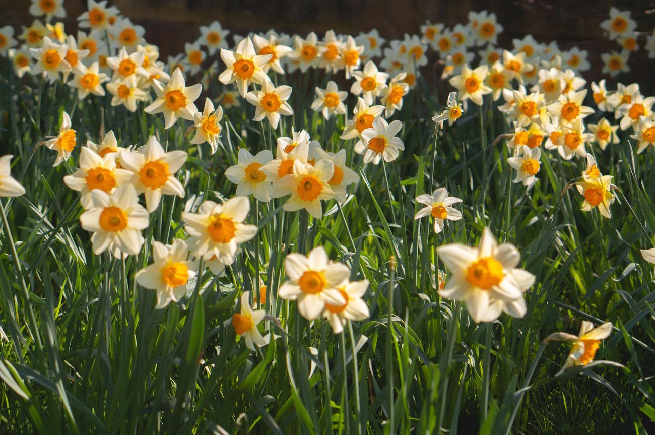 are daffodils poisonous to dogs featured
