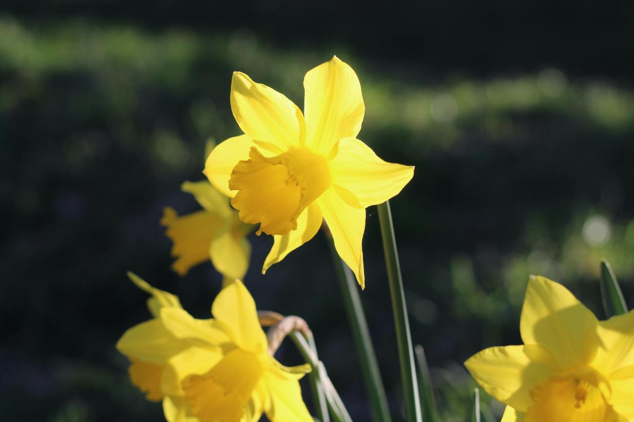 are daffodils poisonous