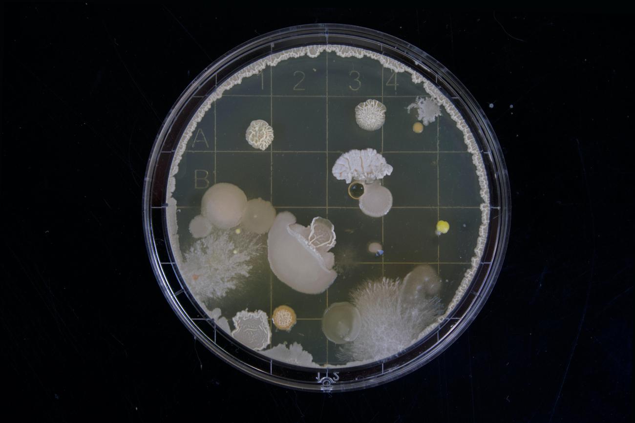 fascinating properties of slime molds featured