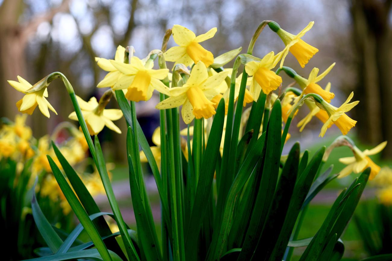 fun facts about daffodils