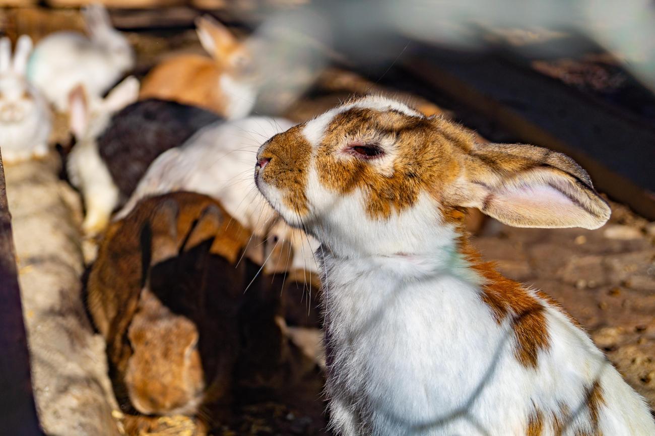 fun facts about eastern cottontail rabbits