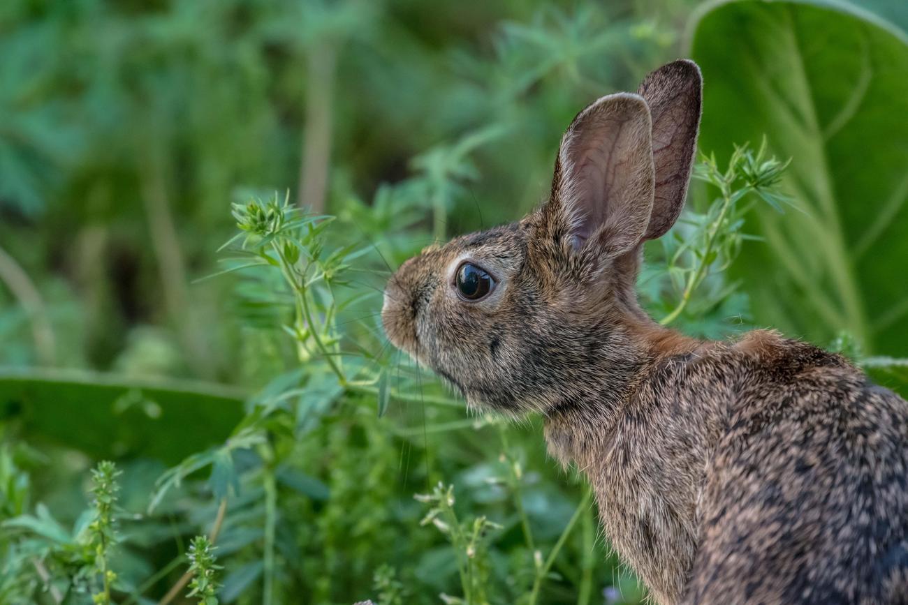 fun facts about eastern cottontail rabbits featured
