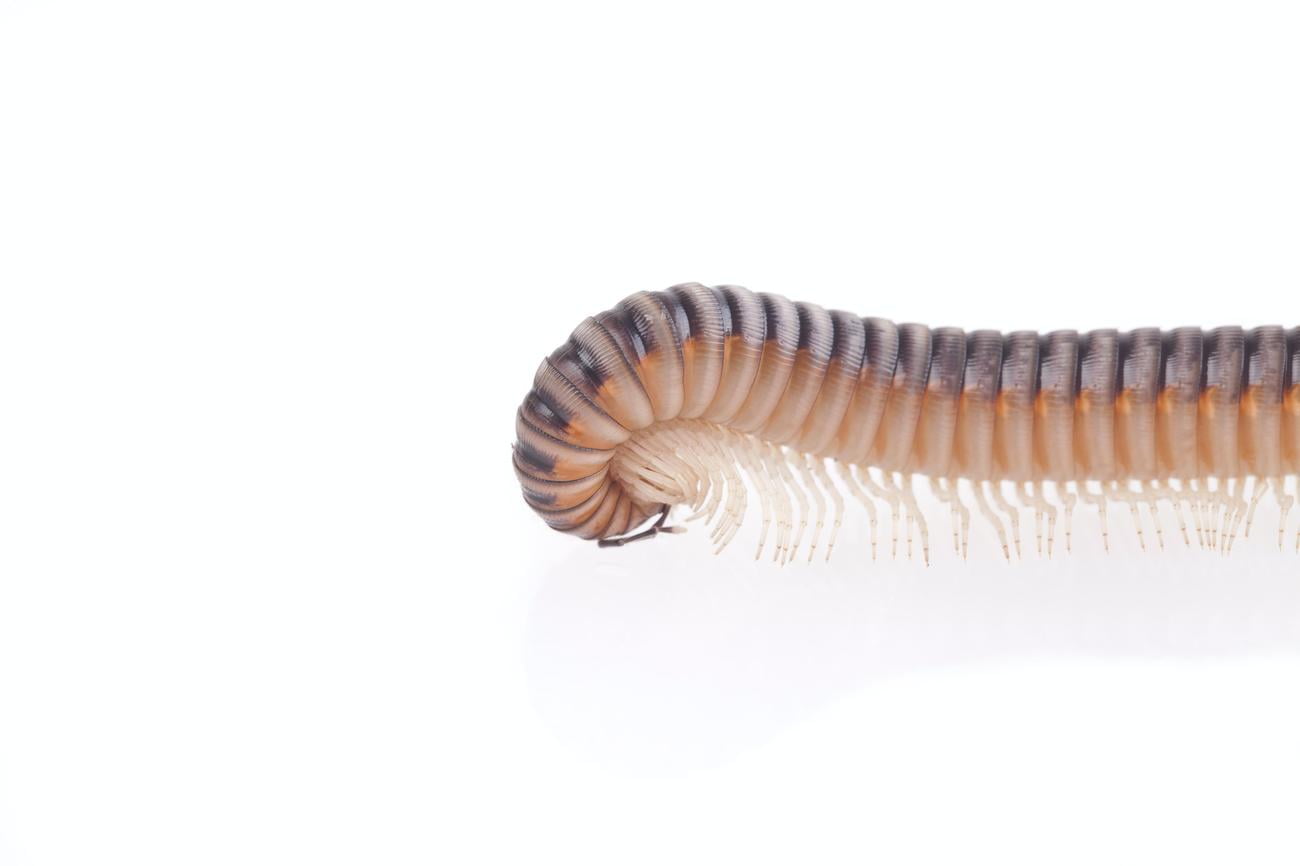how many legs do centipedes have