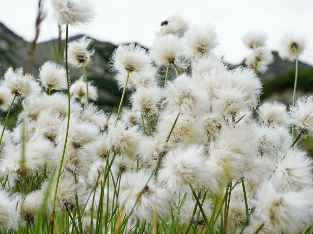 Cotton Revealed: Fascinating Facts Unveiled