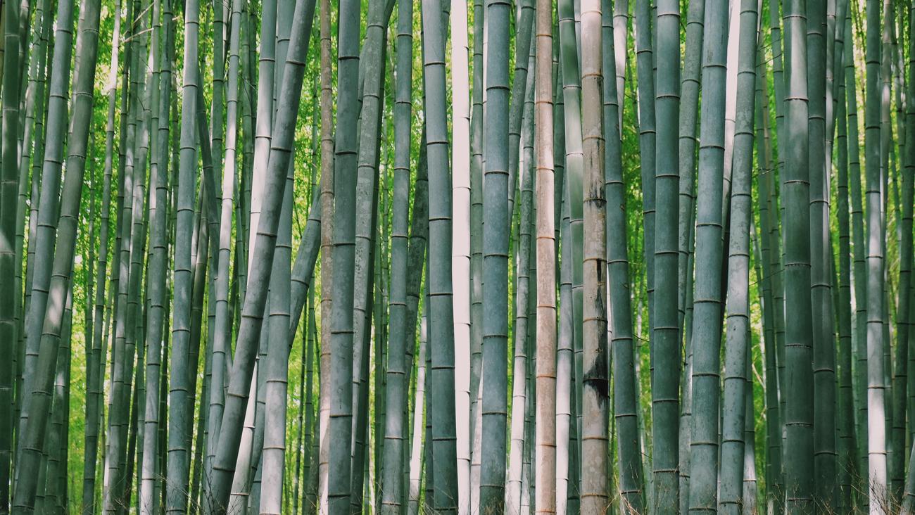 interesting facts about bamboo clothing