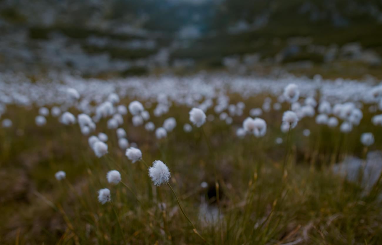 interesting facts about cotton grass