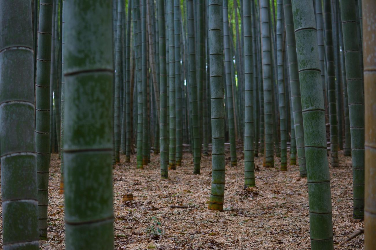 rapid growth of bamboo
