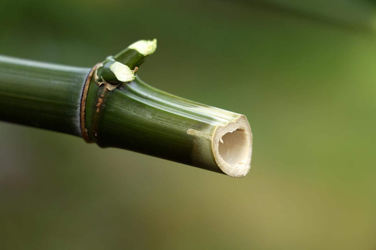 speed of bamboo growth featured