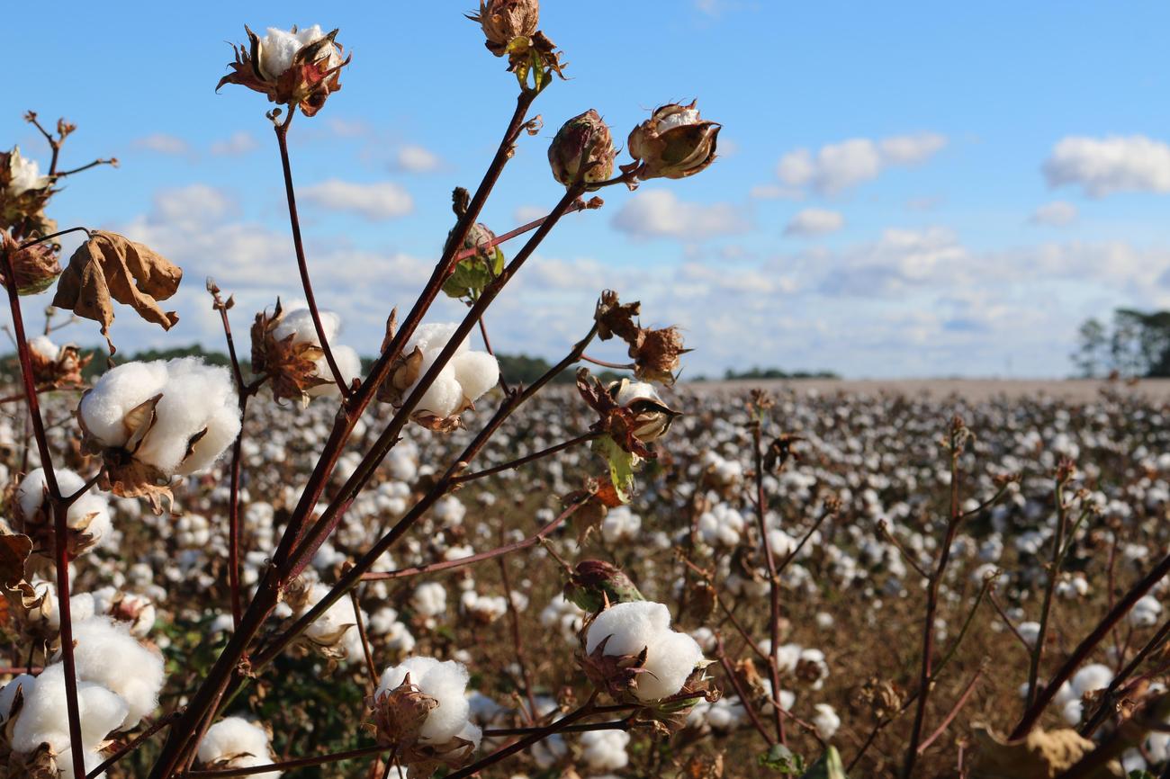 surprising information about cotton featured