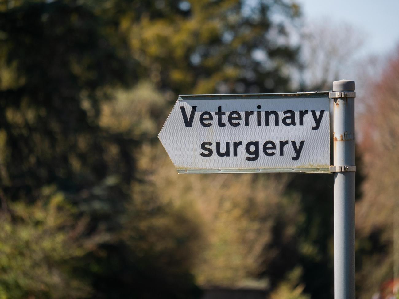 surprising veterinary insights