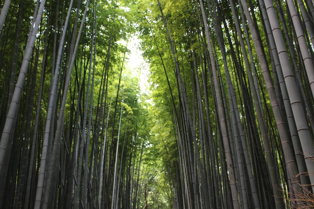 unusual facts about bamboo textiles