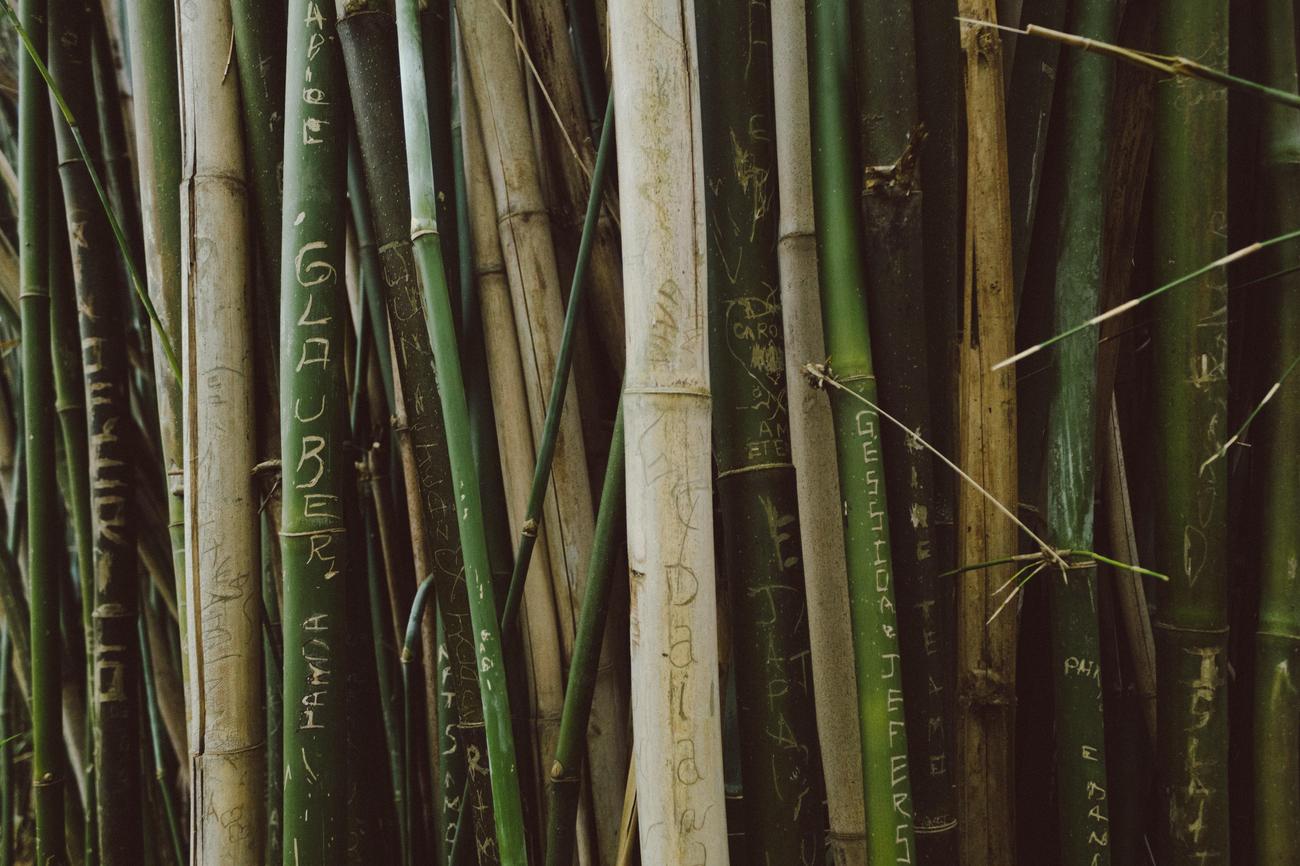 unusual facts about bamboo