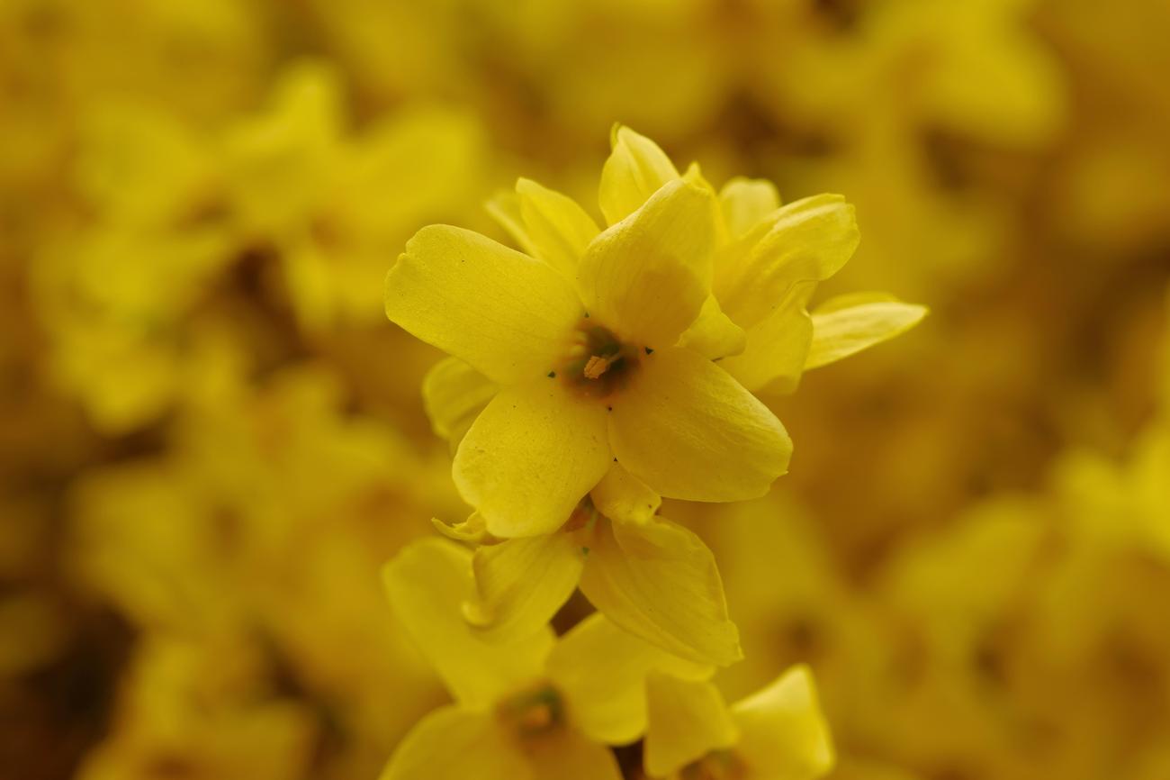 when do daffodils bloom
