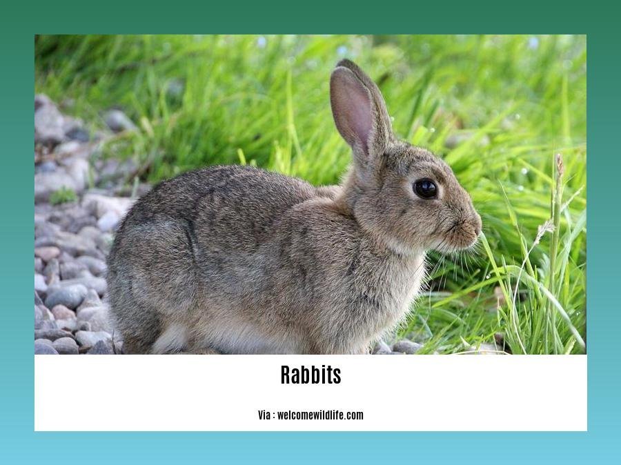Can rabbits eat marshmallows 2