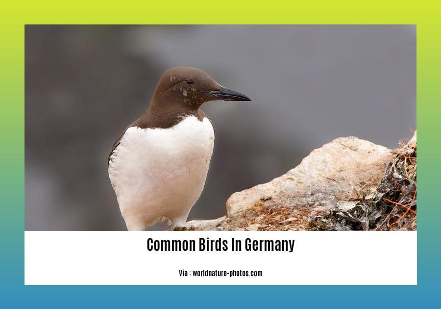 Common birds in Germany