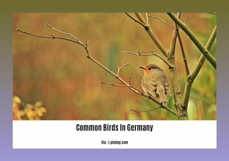 A Guide To Common Birds In Germany