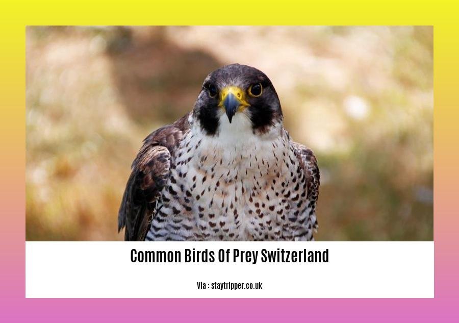 Common birds of prey Switzerland