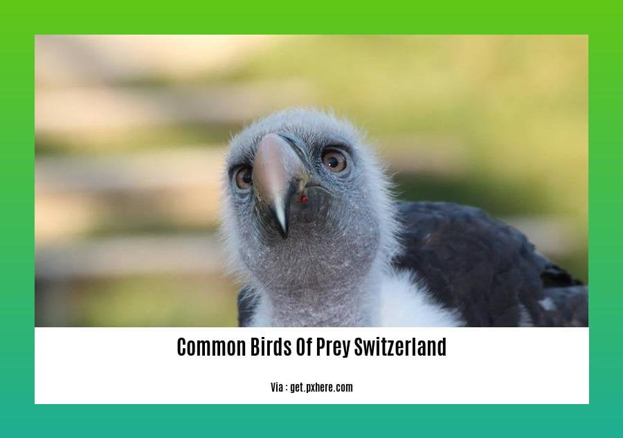 Common birds of prey Switzerland 2