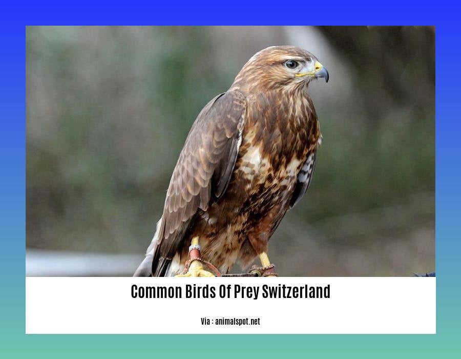 Common birds of prey Switzerland