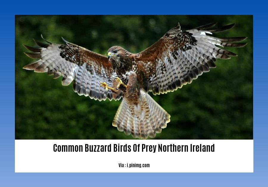Common buzzard birds of prey Northern Ireland