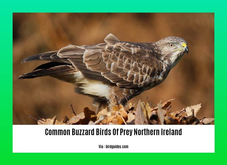 Common buzzard birds of prey Northern Ireland