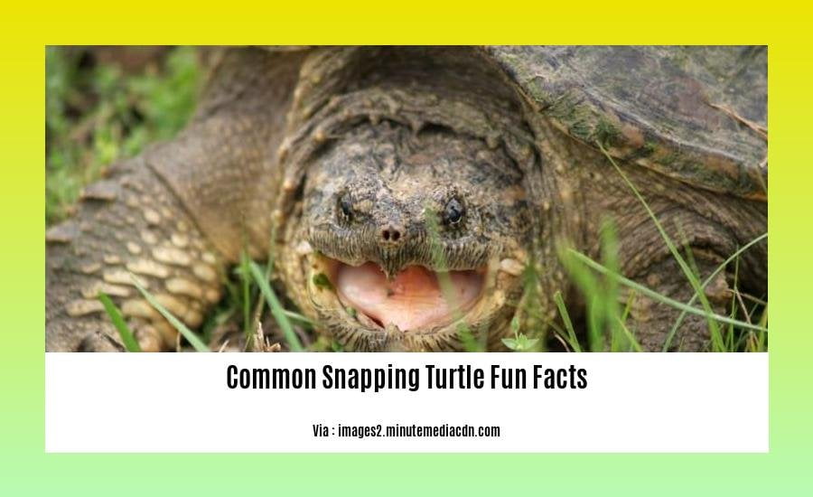 Unveiling the Wonders: 10 Common Snapping Turtle Fun Facts to Delight ...