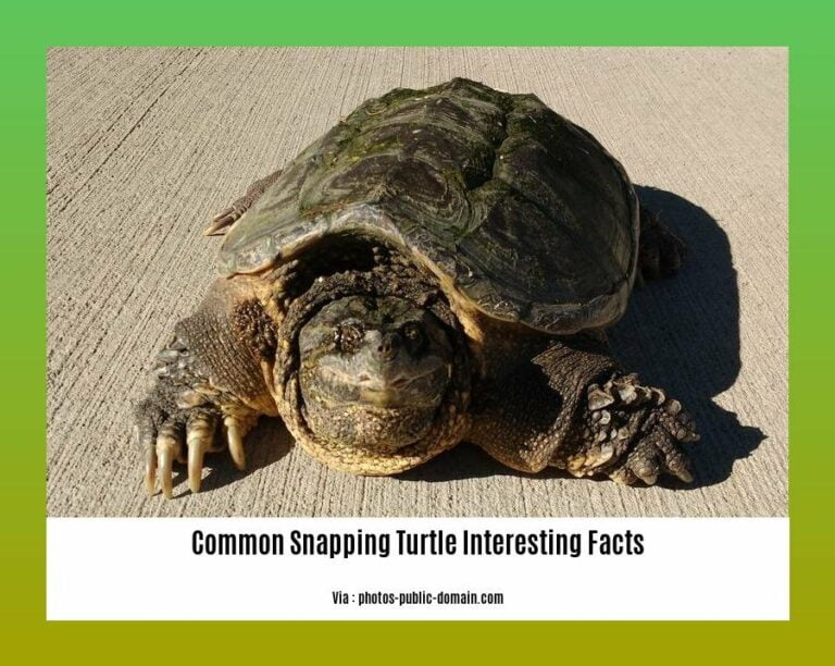 Unmasking the Mysteries: 10 Common Snapping Turtle Interesting Facts ...