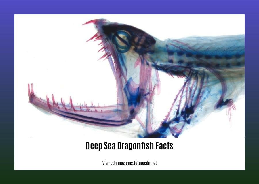 diving-into-the-depths-fascinating-deep-sea-dragonfish-facts-revealed