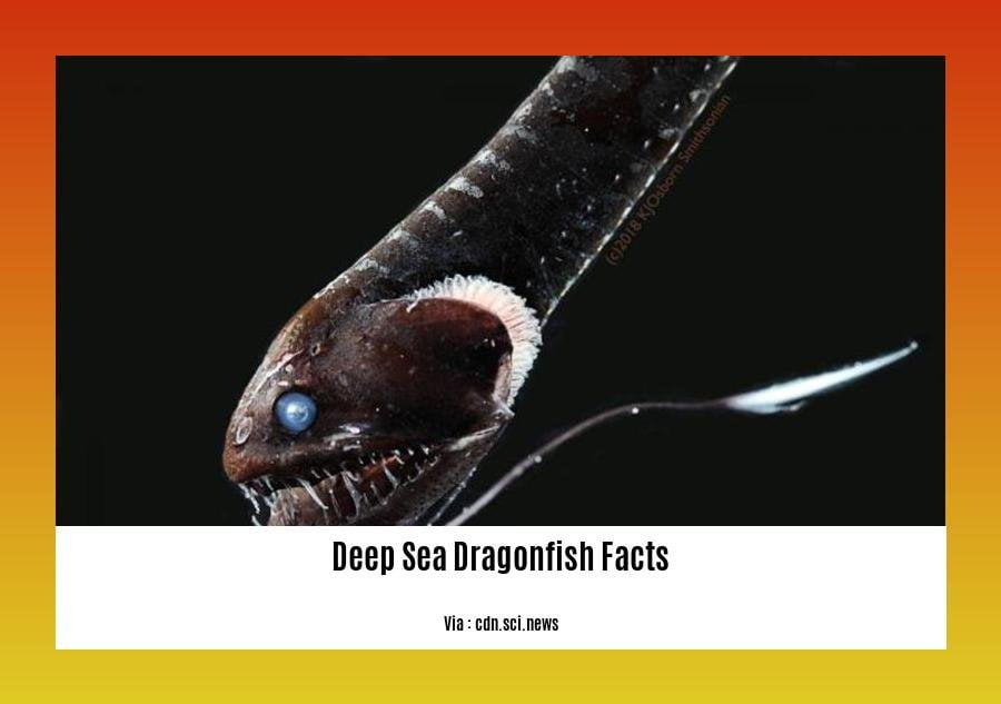 diving-into-the-depths-fascinating-deep-sea-dragonfish-facts-revealed