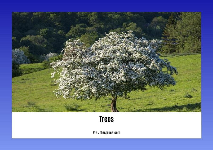 Did you know facts about trees