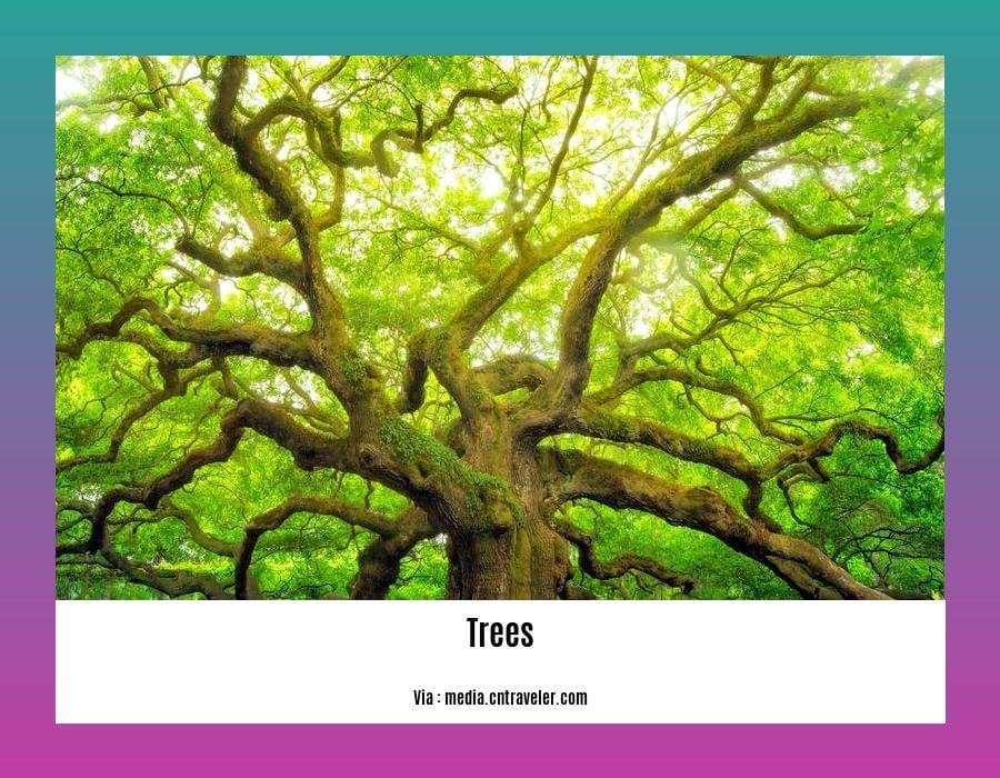 Did you know facts about trees 2