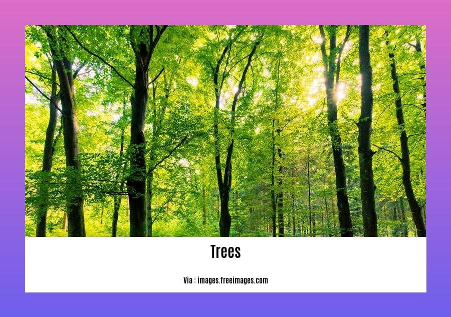 Did you know facts about trees