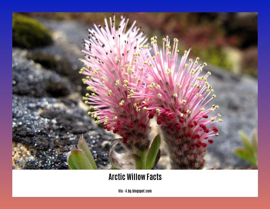 arctic willow facts