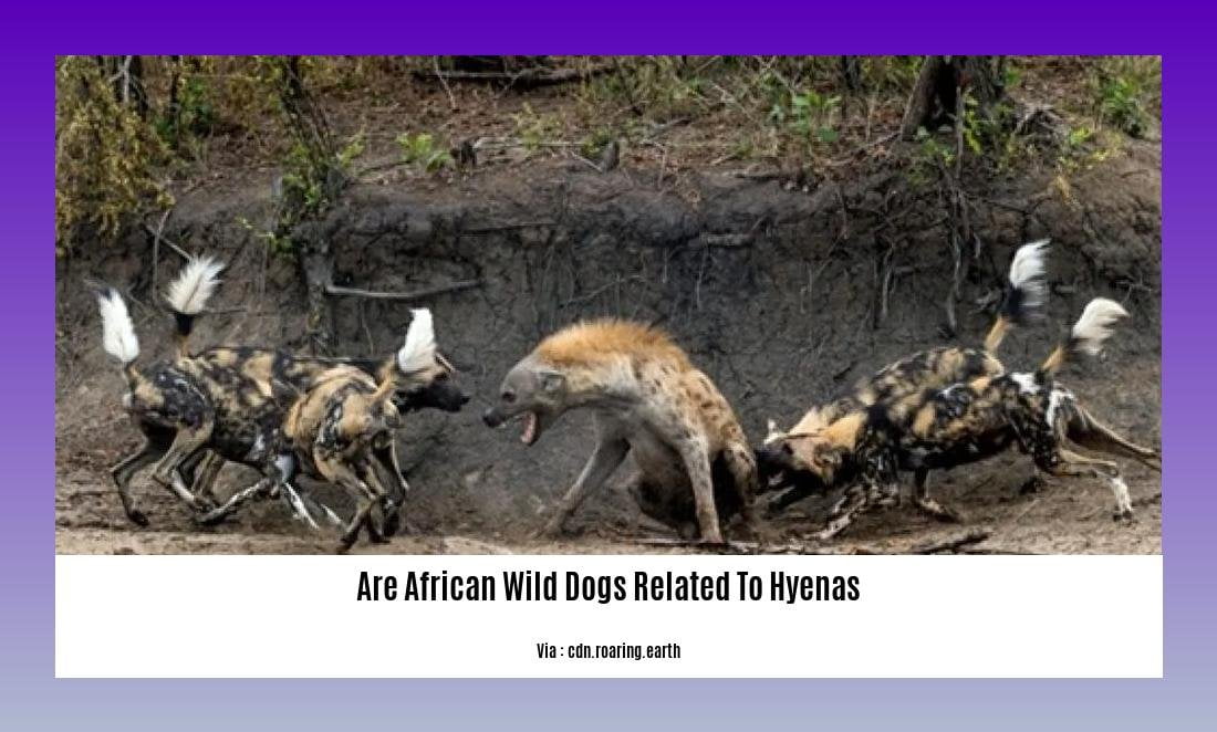 are african wild dogs related to hyenas