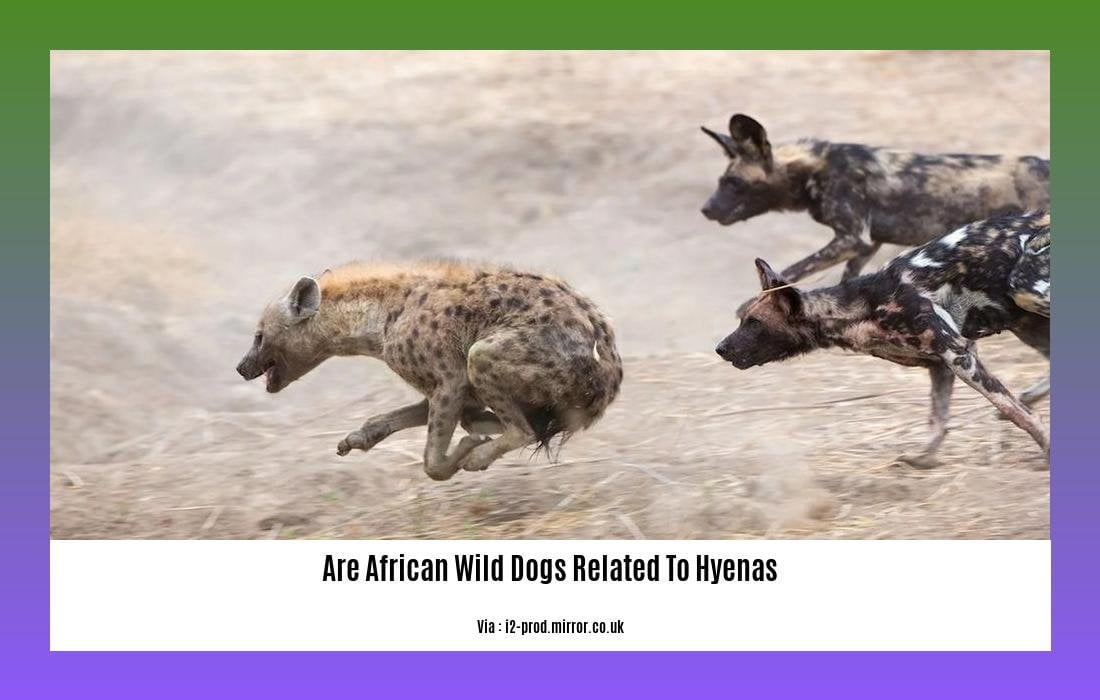 are african wild dogs related to hyenas