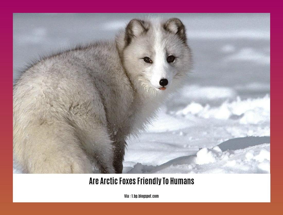 are arctic foxes friendly to humans
